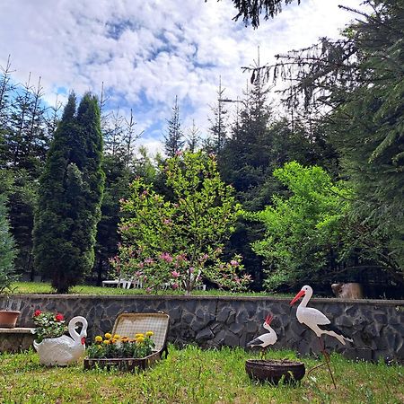 Pensiunea Colina Poiana Brașov Exterior foto