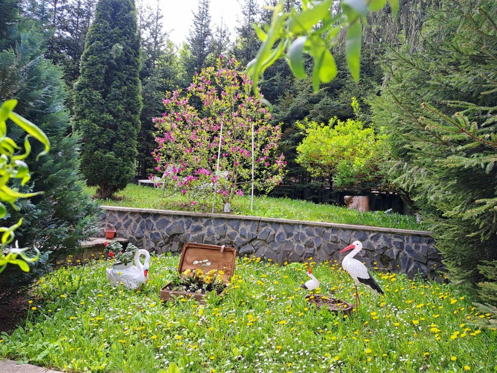 Pensiunea Colina Poiana Brașov Exterior foto